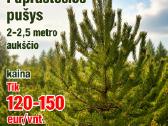 Akcija paprastosios pušys 2 -2,5 metro aukšio
