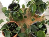 Philodendroon Scandens