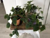 Philodendroon Scandens - nuotraukos Nr. 2