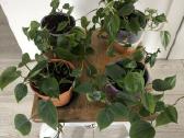 Philodendroon Scandens - nuotraukos Nr. 3