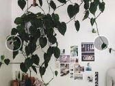 Philodendroon Scandens - nuotraukos Nr. 4