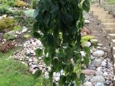 Philodendroon Scandens - nuotraukos Nr. 5