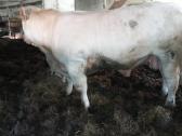 Puiki ivesticija i bandos didinima 600kg - nuotraukos Nr. 2