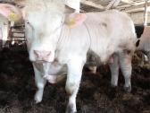 Puiki ivesticija i bandos didinima 600kg - nuotraukos Nr. 4