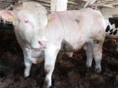 Puiki ivesticija i bandos didinima 600kg - nuotraukos Nr. 5