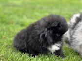 Super mini pomeranų kalytė - nuotraukos Nr. 6