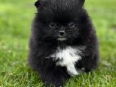 Super mini pomeranų kalytė
