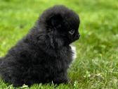 Super mini pomeranų kalytė - nuotraukos Nr. 2