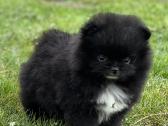 Super mini pomeranų kalytė - nuotraukos Nr. 3