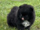 Super mini pomeranų kalytė - nuotraukos Nr. 4