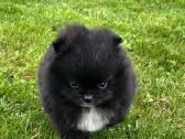 Super mini pomeranų kalytė - nuotraukos Nr. 5