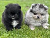 Super mini pomeranų kalytė - nuotraukos Nr. 7