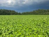 Unia 4m sėjamoji - nuotraukos Nr. 7