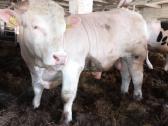 Puiki ivesticija i bandos didinima 600kg - nuotraukos Nr. 6