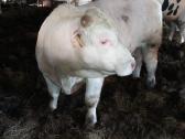 Puiki ivesticija i bandos didinima 600kg - nuotraukos Nr. 7