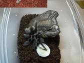 Įvairūs Tarantulai + skorpionas + šimtakojis - nuotraukos Nr. 2