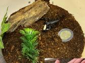 Įvairūs Tarantulai + skorpionas + šimtakojis - nuotraukos Nr. 3