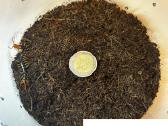 Įvairūs Tarantulai + skorpionas + šimtakojis - nuotraukos Nr. 4