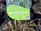 Šluotelinės hortenzijos pigiau ! - nuotraukos Nr. 17