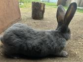Belgų milžinai,vokiečių drugeliai, vienos pilkieji - nuotraukos Nr. 3
