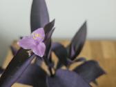 Tradescantia Purple - nuotraukos Nr. 2