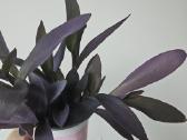 Tradescantia Purple - nuotraukos Nr. 3