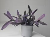 Tradescantia Purple