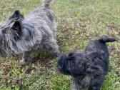 Kerno terjerai (Cairn Terrier) - nuotraukos Nr. 5