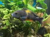 Tropheus
