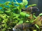 Tropheus - nuotraukos Nr. 2