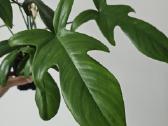 Philodendron Florida Green (s/m) - nuotraukos Nr. 2