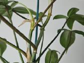 Philodendron Florida Green (s/m) - nuotraukos Nr. 3