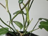 Philodendron Florida Green (s/m) - nuotraukos Nr. 4