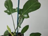 Philodendron Florida Green (s/m) - nuotraukos Nr. 5