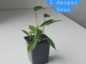 Philodendron Florida Green (s/m) - nuotraukos Nr. 6