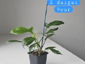 Philodendron Florida Green (s/m) - nuotraukos Nr. 7