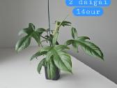 Philodendron Florida Green (s/m) - nuotraukos Nr. 8