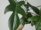 Philodendron Florida Green (s/m)