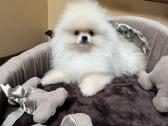 Pomeraniukijos špiciukė