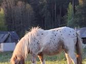 Poni kumelaitės - nuotraukos Nr. 6