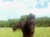 Poni kumelaitės - nuotraukos Nr. 8