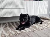Stafordšyro bulterjeras siūlosi pasimatymams