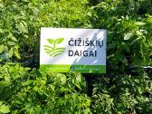 Pomidorų, Salierų, Čili pipirų daigai - nuotraukos Nr. 5