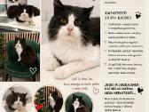 Katinas " Moris " laukia namų - nuotraukos Nr. 5