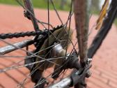 Alpina 26 hibridinis / miesto dviratis su Shimano - nuotraukos Nr. 11