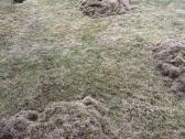 Vejos skarifikavimas, tręšimas, žolės pjovimas - nuotraukos Nr. 8