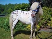 Appaloosa poni kumelaitė - nuotraukos Nr. 2