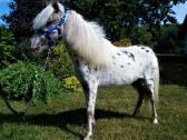 Appaloosa poni kumelaitė - nuotraukos Nr. 3