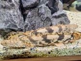 Polypterus endlicheri ir ornatipinnis
