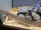 Polypterus endlicheri ir ornatipinnis - nuotraukos Nr. 2